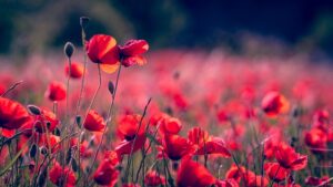 poppies-gdd7027b5f_640