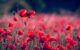 poppies-gdd7027b5f_640